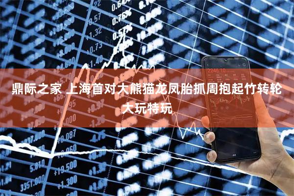 鼎际之家 上海首对大熊猫龙凤胎抓周抱起竹转轮大玩特玩